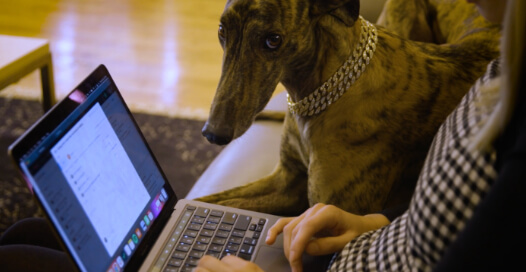 A Rocket55 employee works on their computer alongside their dog in the office